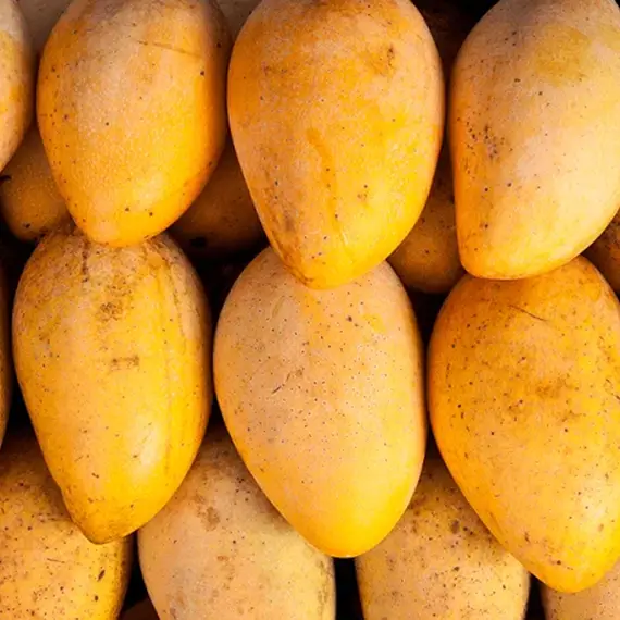 temporada de mango manila