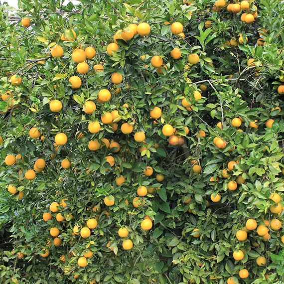 naranja valencia, desafíos
