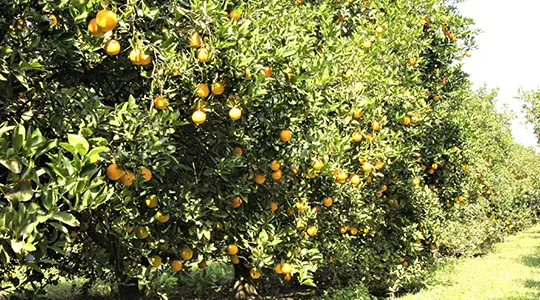 Naranja Valencia, proceso