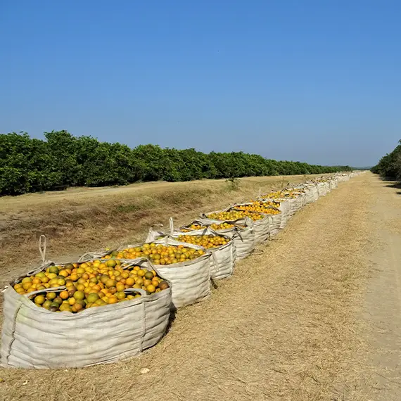 naranja valencia, producción en méxico
