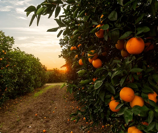 Tropical fruit cultivation